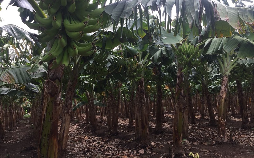 Exitosa producción de plátano en el municipio de Buenos Aires
