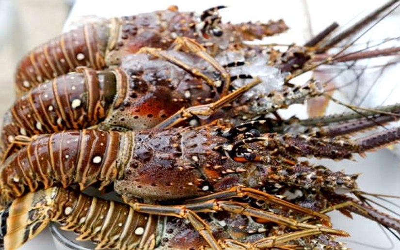 Inpesca proyecta 10.9 millones de libras en producción de langosta del