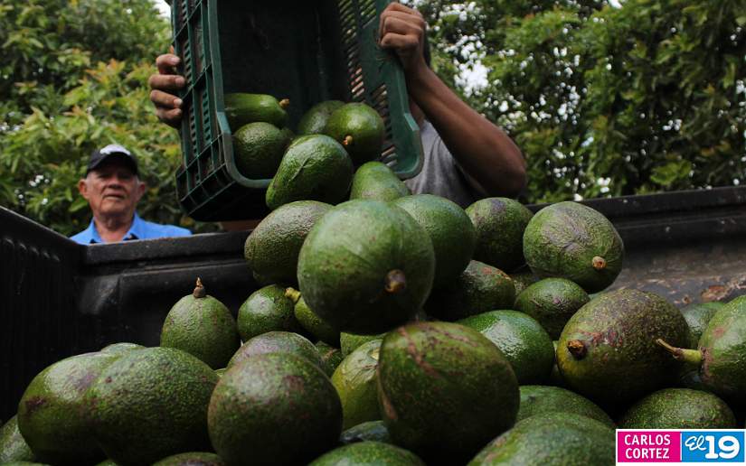 Nicaragua En auge cultivo y exportaciones de aguacate