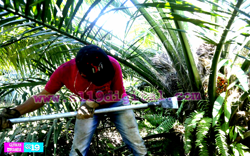 Industria palma africana en nicaragua