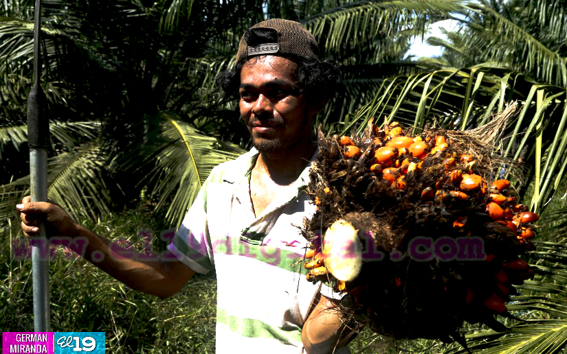 Industria palma africana en nicaragua