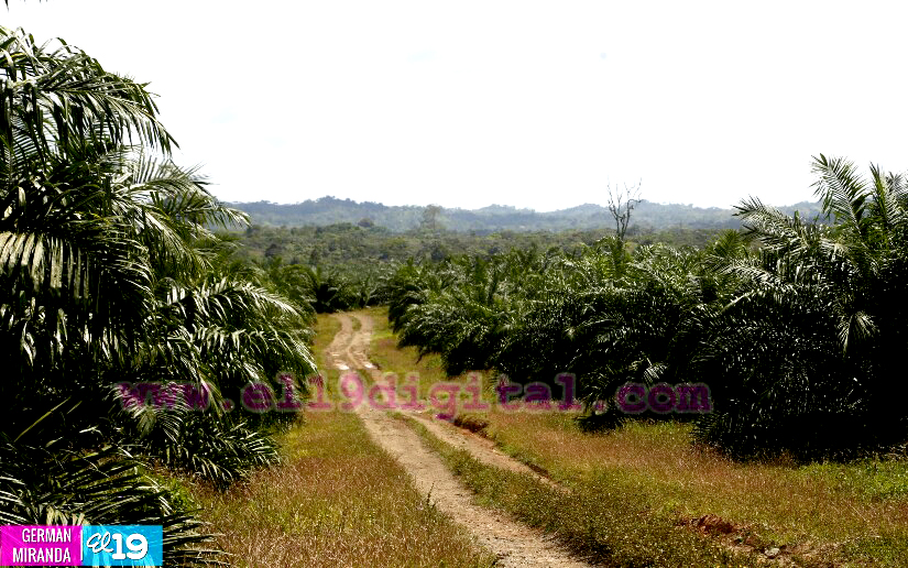 Industria Palma Africana en Nicaragua