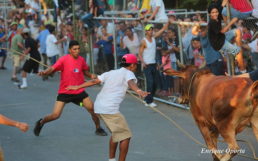 Alcaldía de Managua realiza jornada taurina en Colonia Américas Uno
