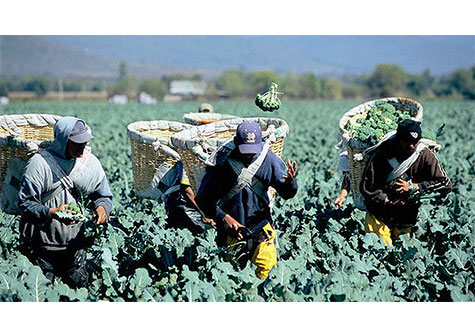 América Latina, ¿futuro granero del mundo?