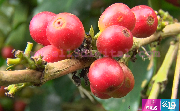 Cosecha cafetalera avanza en Matagalpa y Jinotega