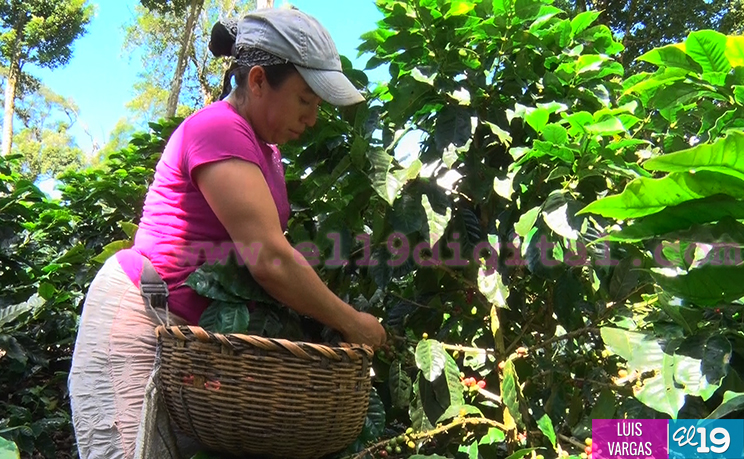 Cosecha cafetalera avanza en Matagalpa y Jinotega