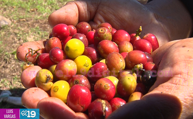 Cosecha cafetalera avanza en Matagalpa y Jinotega