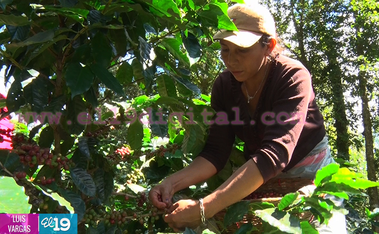 Cosecha cafetalera avanza en Matagalpa y Jinotega