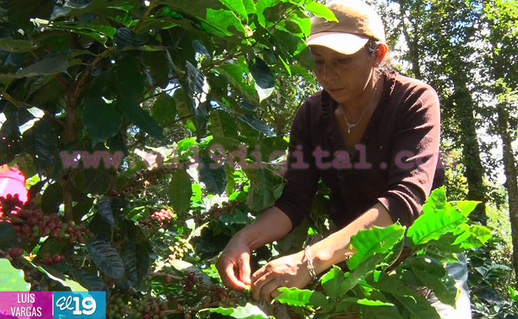 Cosecha cafetalera avanza en Matagalpa y Jinotega
