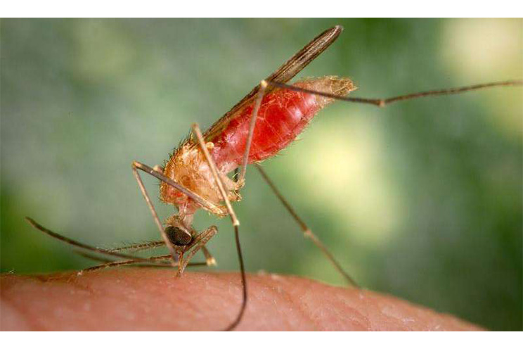 OPS desarrollará en Nicaragua capacitación sobre diagnóstico del virus zica