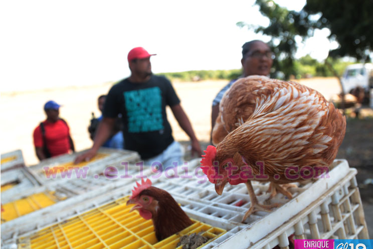 Entrega de bono productivo alimentario a familias de Mateare