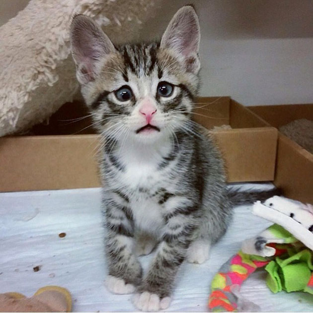 Cautivador! Conozca al gato que nació con “ojos preocupados”
