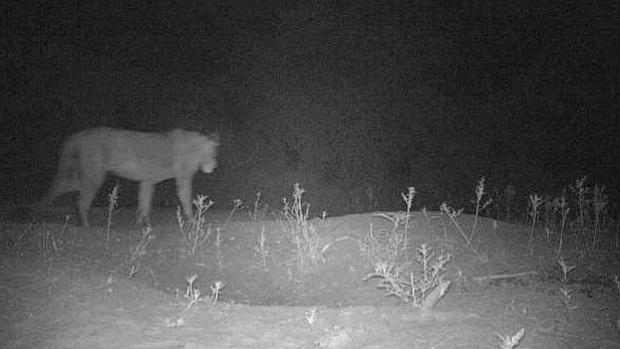 Descubren una población desconocida de leones en una reserva de Etiopía
