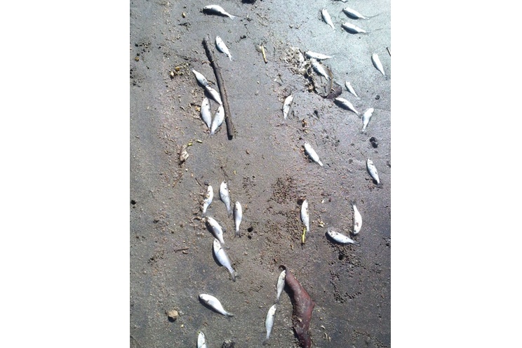 Encuentran peces muertos en Poneloya