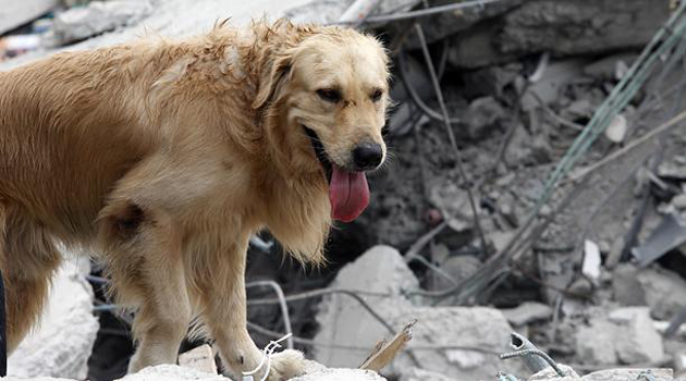 Falleció “Daiko” el perro rescatista que prestó servicio tras el terremoto de Ecuador