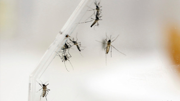 Malasia en alerta por virus del zika