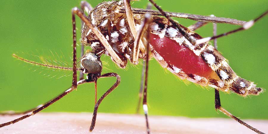Detectan en África cepa de virus zika presente en AL