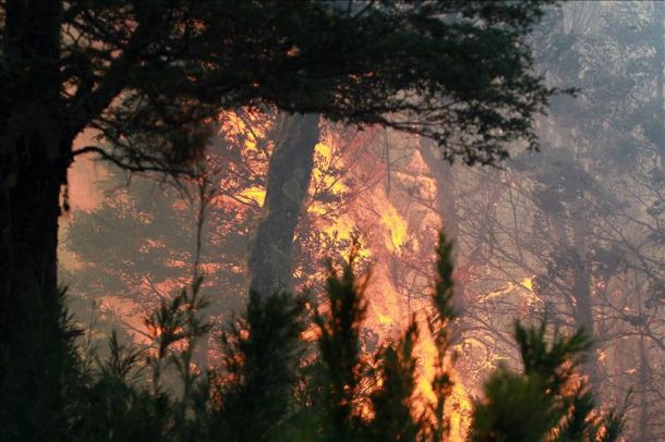 Aumentan incendios forestales en México