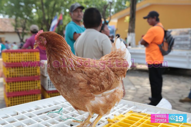 Familias de Nindirí protagonizan entrega de Bono Productivo Alimentario