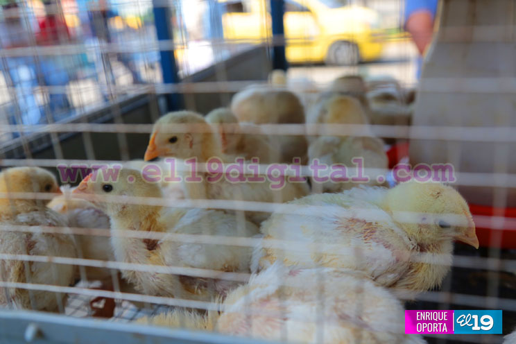 Familias de Nindirí protagonizan entrega de Bono Productivo Alimentario