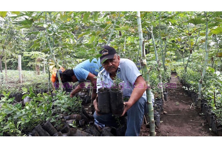 Productores de Ticuantepe se suman a Cruzada Nacional de Reforestación