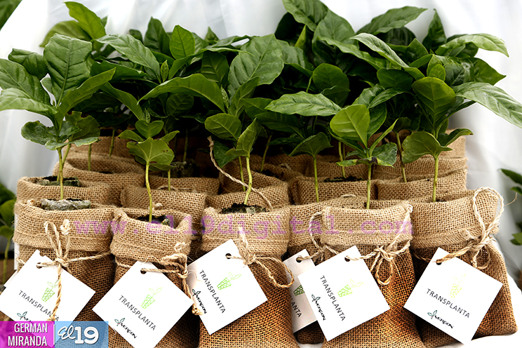 Nicaragua inicia producción masiva de plantas de café a través de nuevas tecnologías
