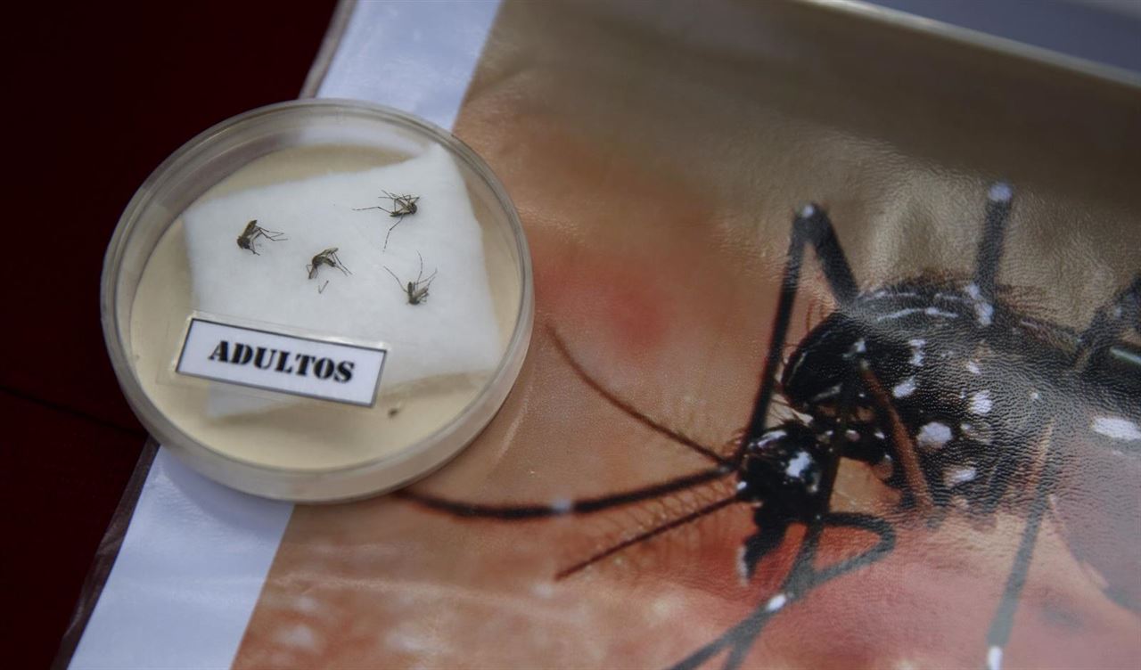 Rosario informa sobre 62 nuevos casos de zika, pero en una modalidad leve