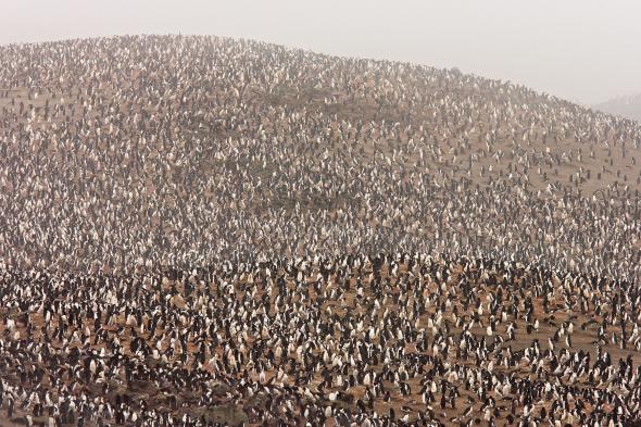 Un millón de pingüinos, amenazados por la erupción de un volcán