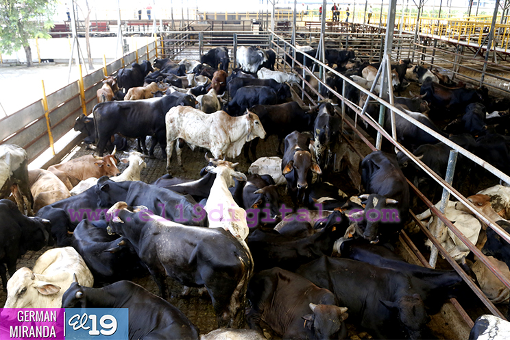 Proyecto de producción de terneros enfocado en producir carne de calidad