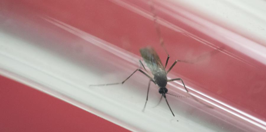 Más de 700 casos acumulados de zika