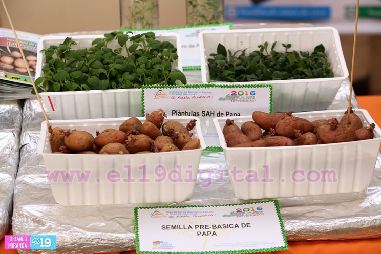 Nicaragua busca mejorar productividad de hortalizas, raíces y tubérculos