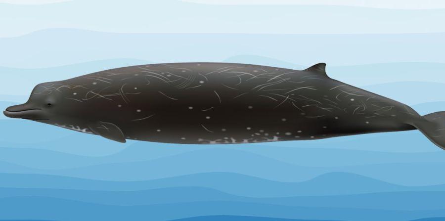 Confirman nueva especie de ballena