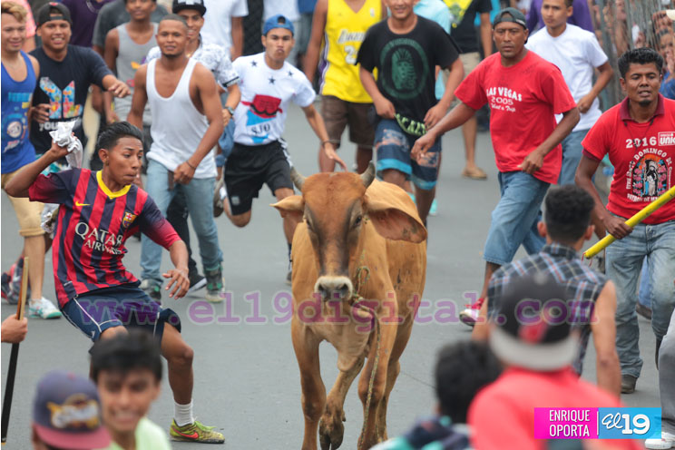 Tope de toros y vacas culonas promueven las tradiciones agostinas