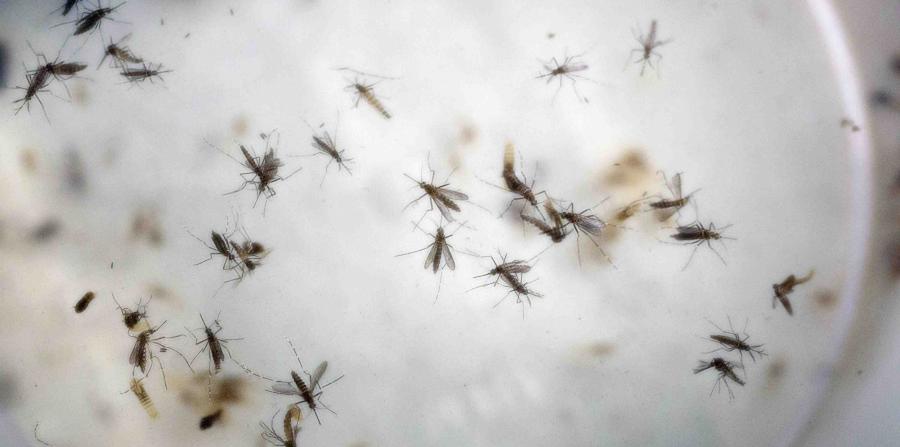 Compañera Rosario insta a hermanas embarazadas a acudir a unidades de salud ante síntomas del zika