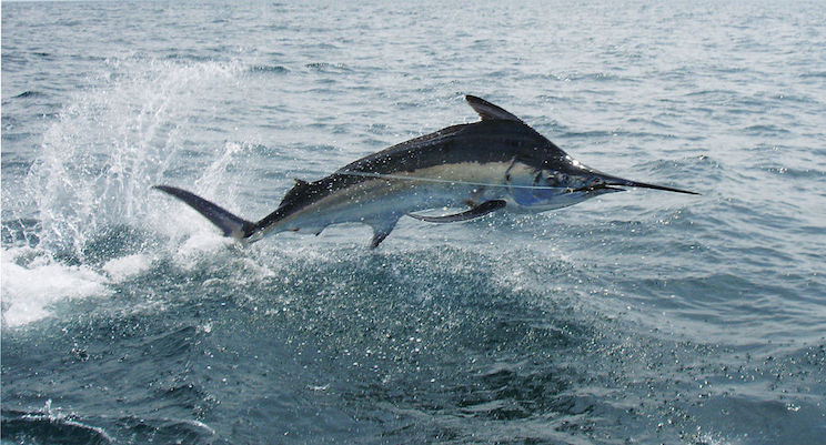 Nicaragua, el mejor destino para la pesca deportiva y recreativa en América Central