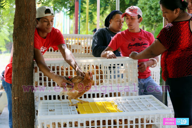 Familias de Mateare reciben Bono Productivo Alimentario