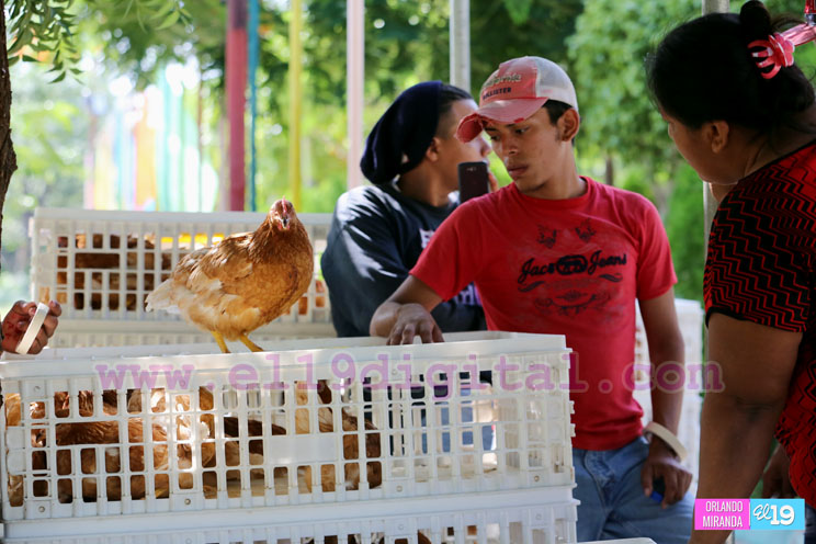 Familias de Mateare reciben Bono Productivo Alimentario