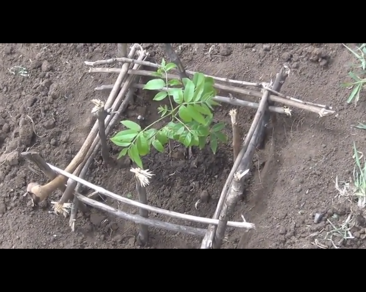 Siembran más árboles en jornadas de reforestación en Granada