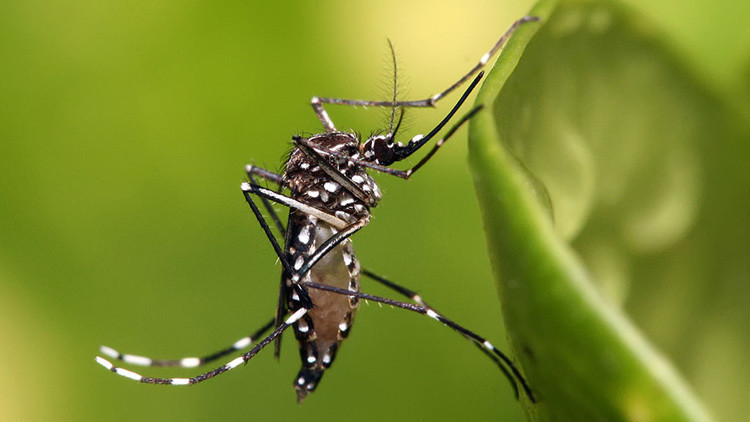 Singapur registra el primer caso de infección por virus del Zika transmitido localmente