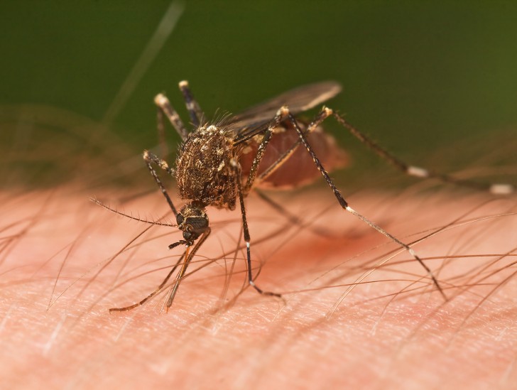 Muertes por dengue ya suman 16 en lo que va del año