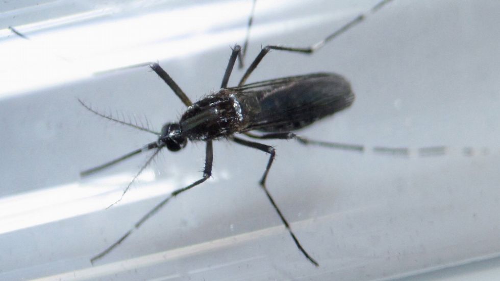 El contagio con virus del zika, la causa más pausible de microcefalia