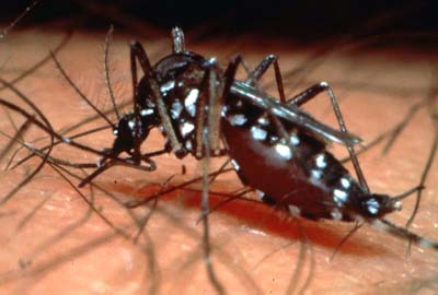 Occidente atento y dispuesto en lucha contra el dengue