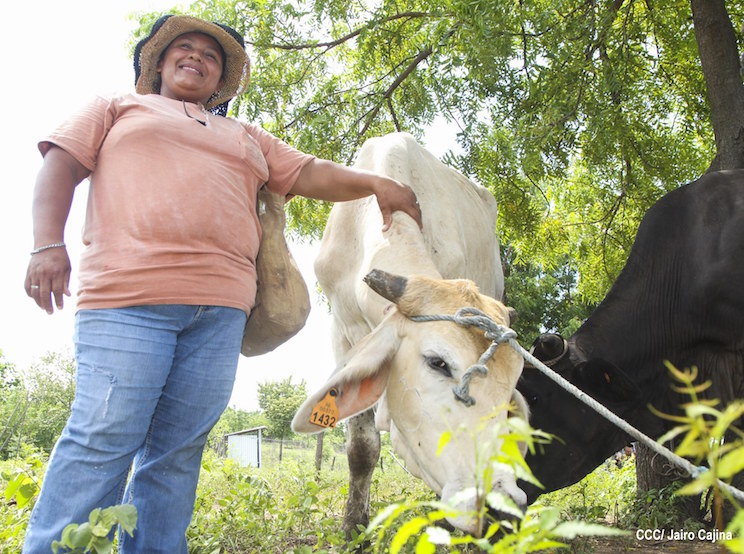 Bono de Vaquillas, un estímulo del Gobierno a miles de nicaragüenses con experiencias exitosas en el BPA