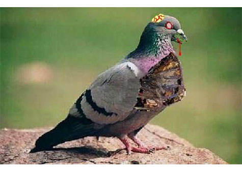 Palomas 'zombi' invaden Moscú