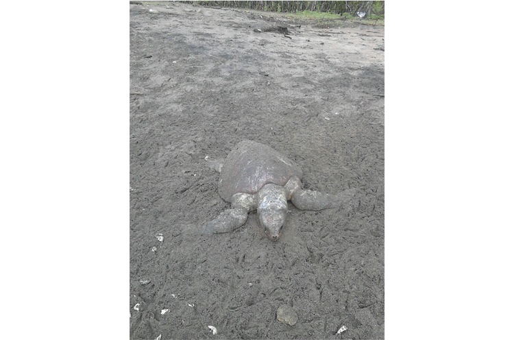 Investigan causa de muerte de tortugas en El Astillero (+FOTOS)
