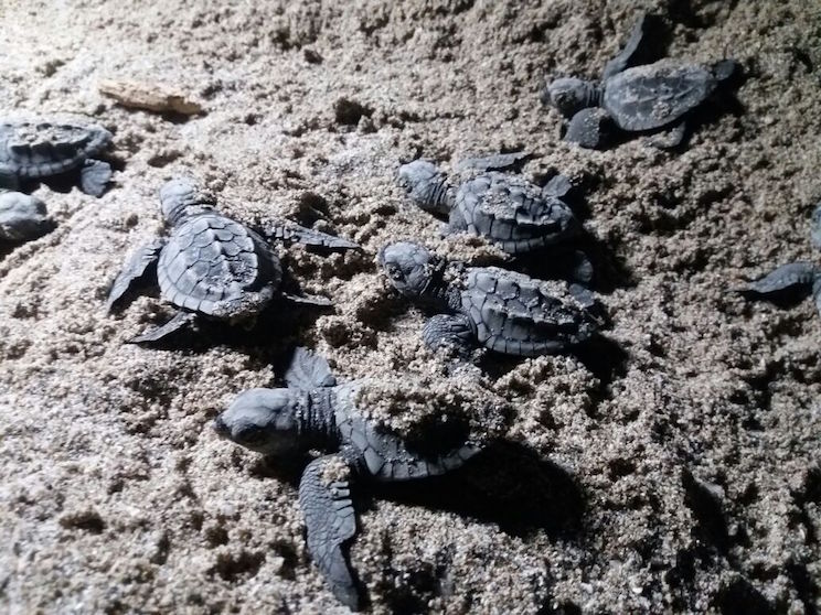 Continúa arribada masiva en playa La Flor