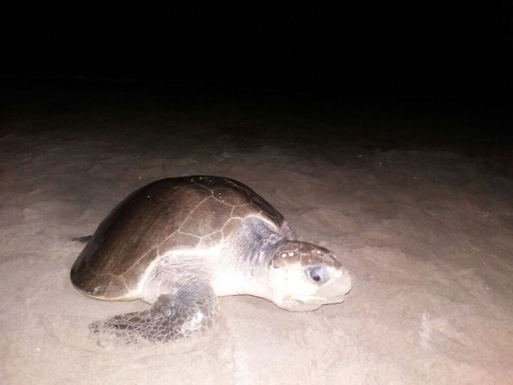 Continúa arribada masiva en playa La Flor