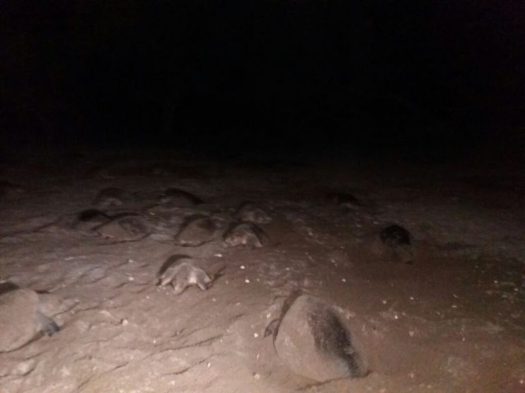 Continúa arribada masiva en playa La Flor