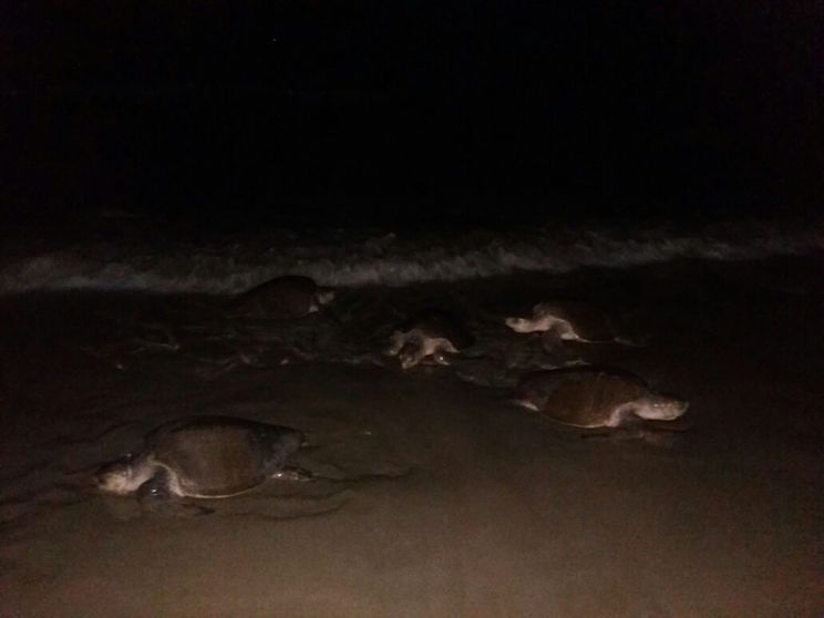Continúa arribada masiva en playa La Flor