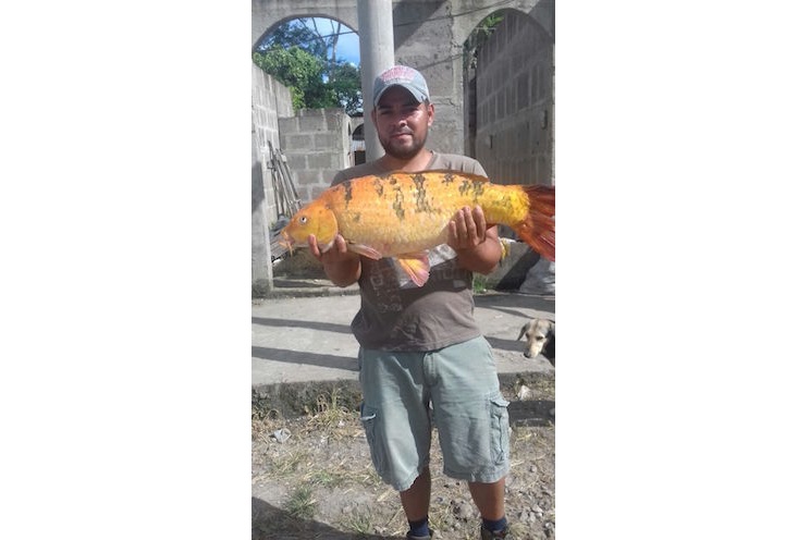 Inédito hallazgo de Pez Carpa en el Lago Cocibolca